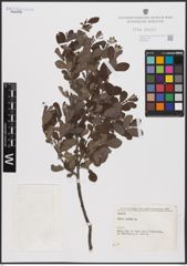Foto von Salix aurita L.